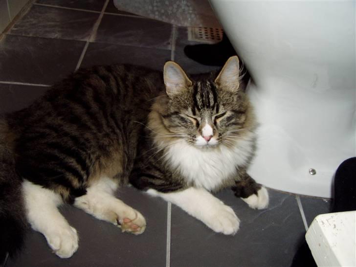 Norsk Skovkat Louie - louie elsker at være på badeværelset <33 ( der er varme i gulvet ;D ) billede 3
