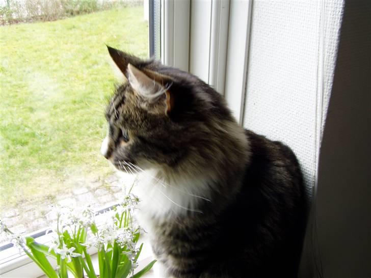Norsk Skovkat Louie - han elsker at kigge ud af vinduet billede 4