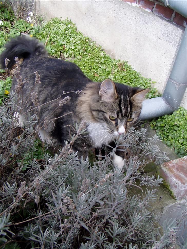 Norsk Skovkat Louie - jahhhh, blomster! min livret!! billede 5