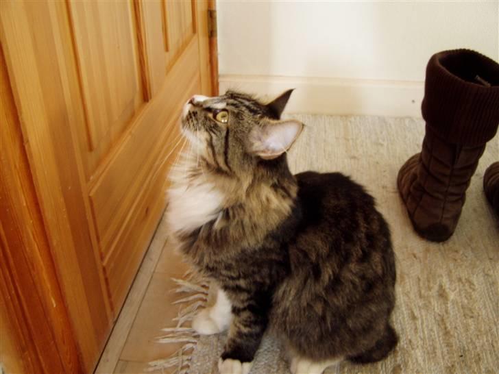 Norsk Skovkat Louie - jeg vil ud og lege! så åben dog døren! billede 6