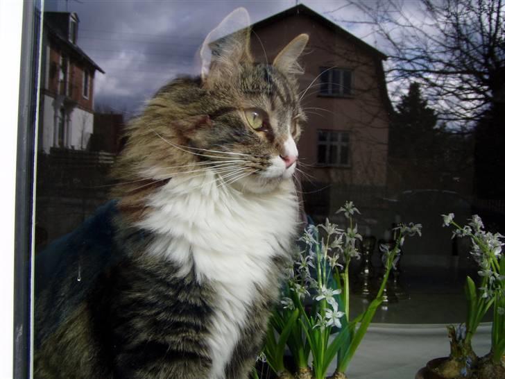 Norsk Skovkat Louie - louie billede 7