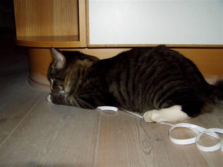 Norsk Skovkat Louie - jubiii, legetøj billede 8