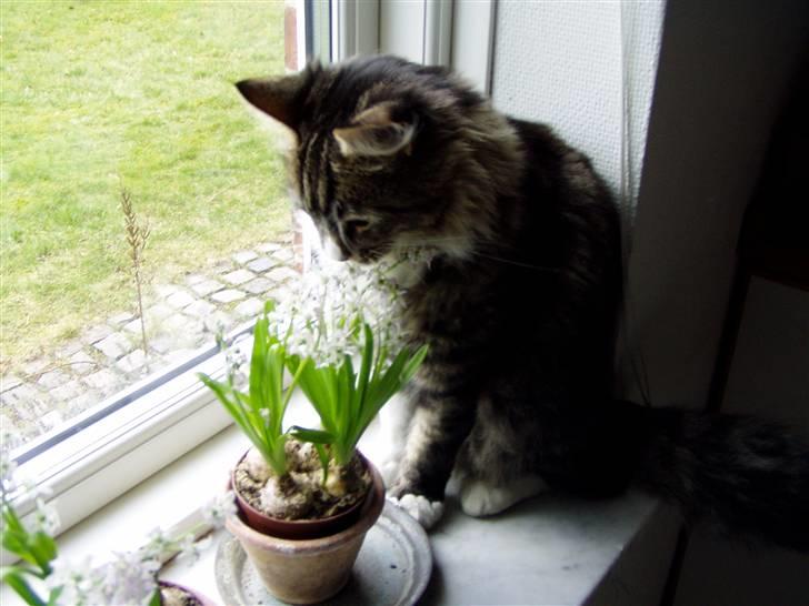 Norsk Skovkat Louie - mmmmhh, blomster  de dufter så dejligt <33 billede 9