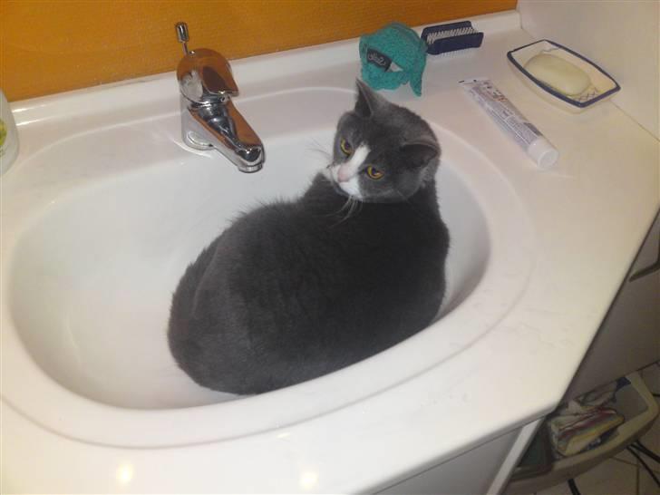 Blanding af racer Mulle RIP 31 Okt billede 16