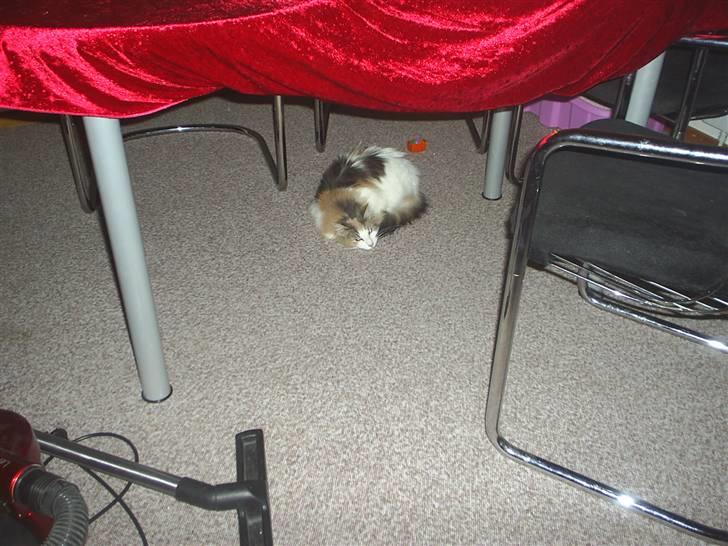 Norsk Skovkat Dk White Sock´s Ra billede 11