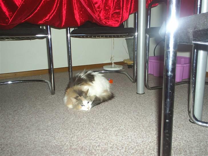 Norsk Skovkat Dk White Sock´s Ra billede 12