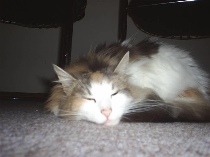 Norsk Skovkat Dk White Sock´s Ra billede 14