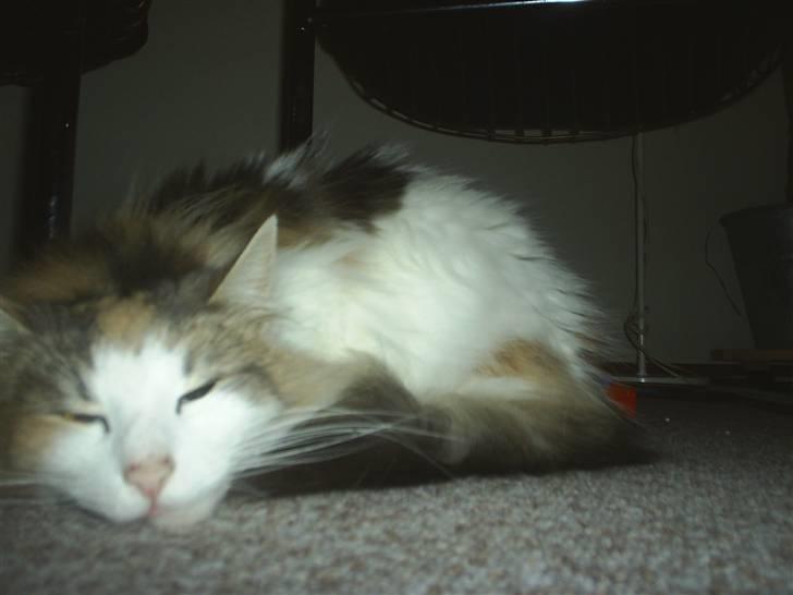 Norsk Skovkat Dk White Sock´s Ra billede 15