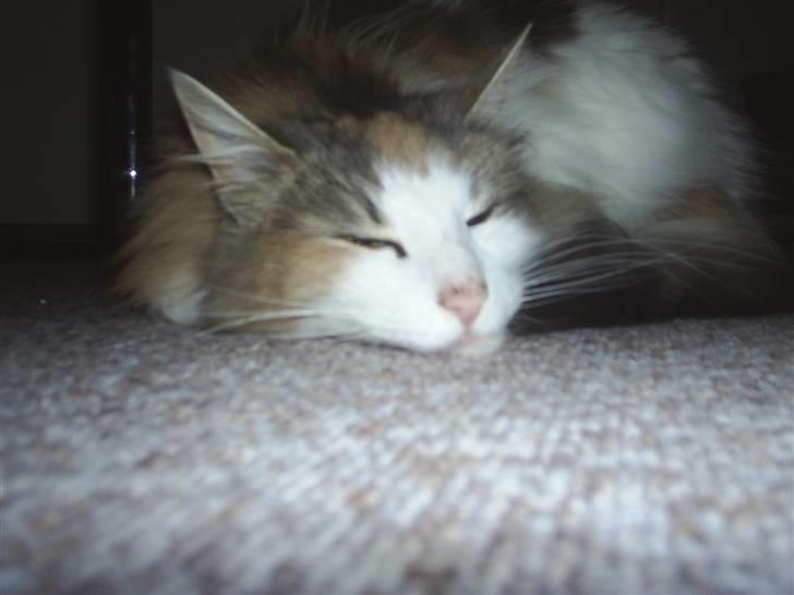 Norsk Skovkat Dk White Sock´s Ra billede 16