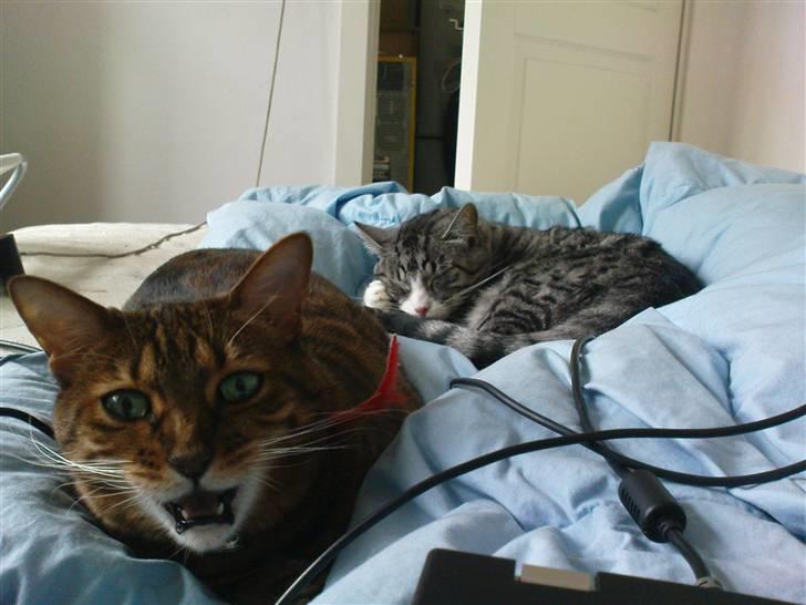 Bengal (Back To Basics) Rose - Snakketøjet starter mens man sover | 01/03/2009 billede 19