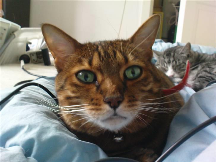 Bengal (Back To Basics) Rose - Hører du efter? Eller er du død? | 01/03/2009 billede 20