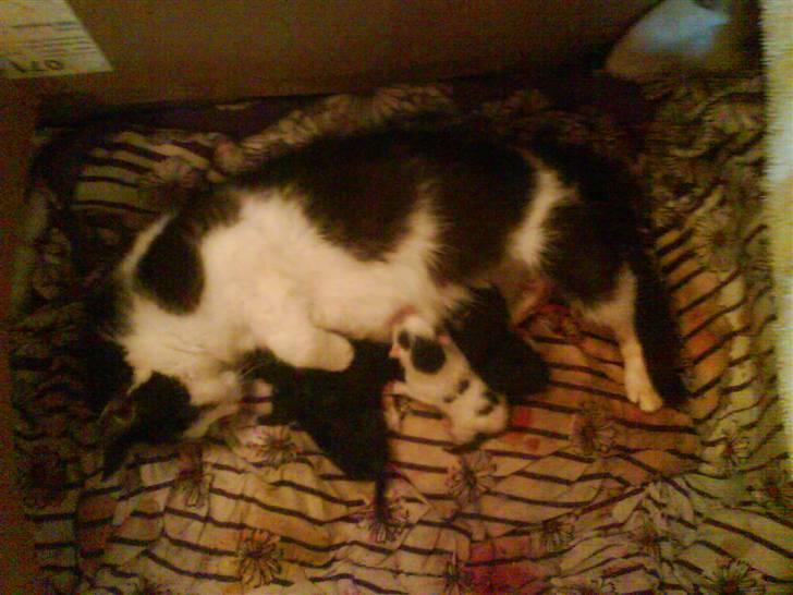 Huskat Lillemis - Lillemis og hendes dengang nyfødte killinger.  billede 3