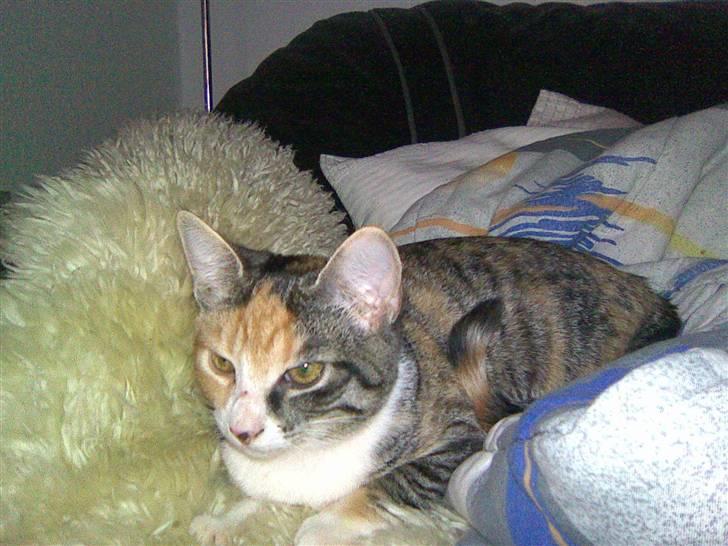 Huskat Mixy billede 2