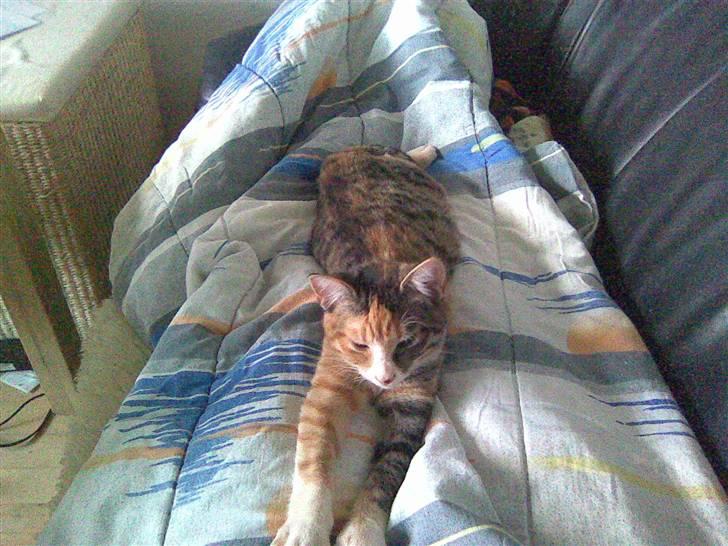 Huskat Mixy billede 3