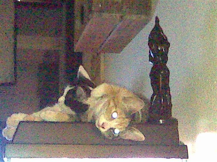 Huskat Mixy billede 4