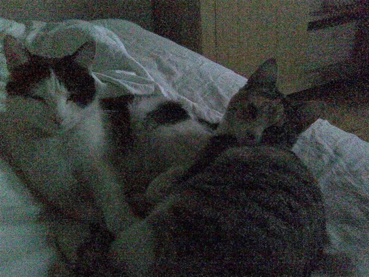 Huskat Mixy billede 6