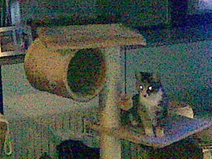 Huskat Mixy billede 7