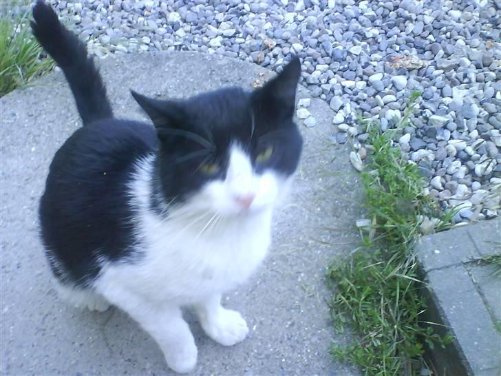 Huskat Pelle - R.I.P. Pelle billede 1