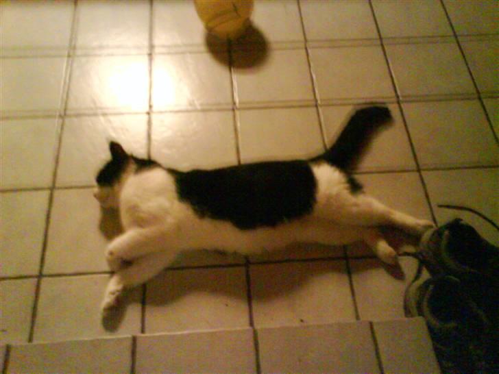 Huskat Pelle - Er jeg ikke lige noget for jer piger?? ;D billede 2