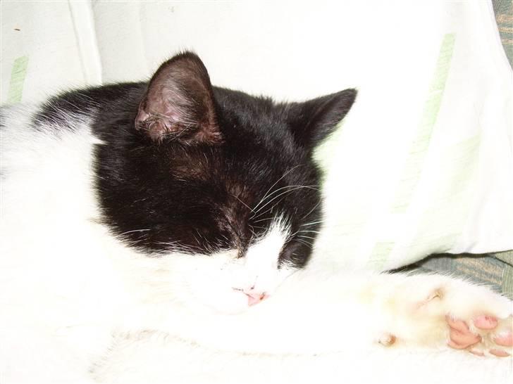 Huskat Pelle billede 3