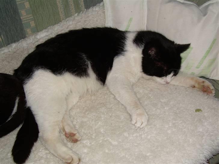 Huskat Pelle billede 4