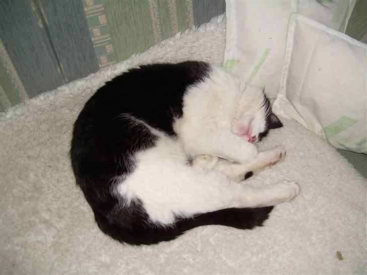 Huskat Pelle billede 5