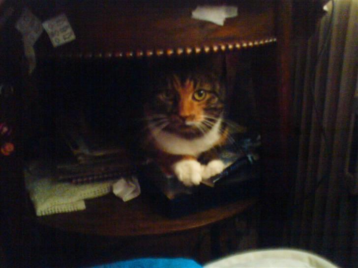 Huskat Rita - Min elskede kat Rita, der valgte at ligge sig til rette under mit bord en dag hvor jeg var hjemme fra min efterskole. billede 1