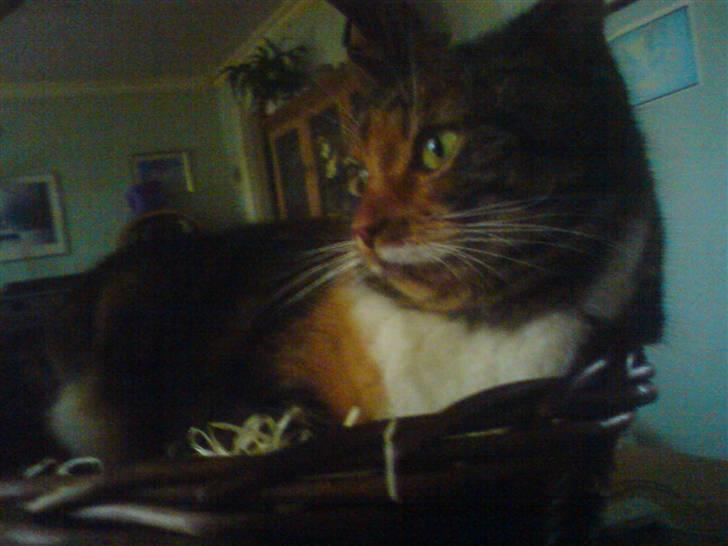 Huskat Rita - Rita, der ligger i en kurv som min mor har fået af sit arbejde. Hun elsker den  kurv,.  billede 2