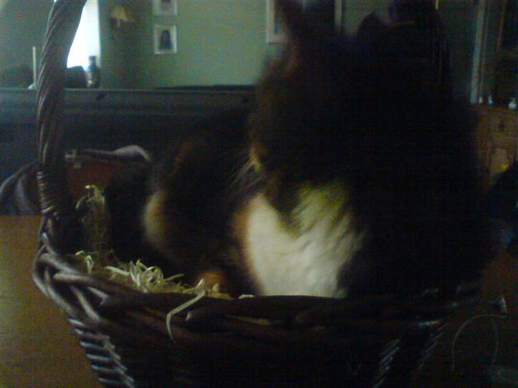 Huskat Rita - Igen hun ligger oppe i kurven, men denne gang går der nogen forbi vinduet, så hun må hellere lige se hvem det er..  billede 3