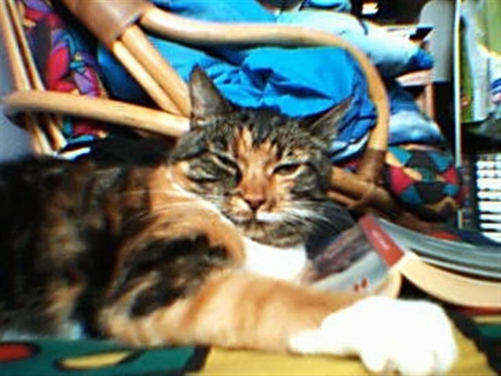 Huskat Rita - Det her billede er ca. 2 år gammelt. Hun ligger oven på en af de bøger jeg var i gang med at læse på det tidspunkt.  billede 4