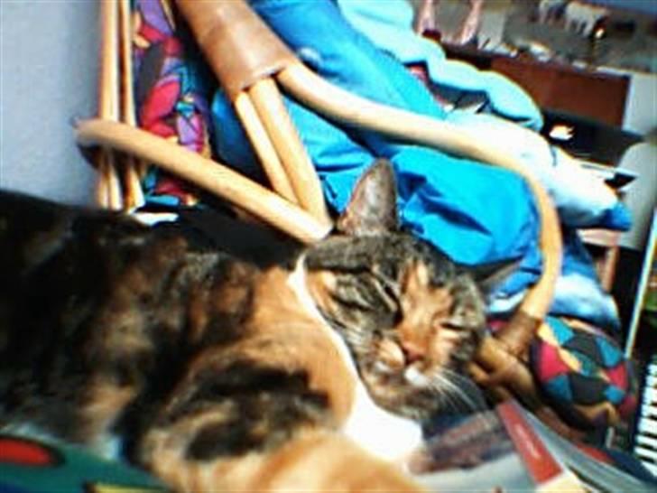 Huskat Rita - Samme billede som før. Men her er hun lige ved at falde i søvn, da jeg spiller hendes ynglingsmusik. Classic musik..  billede 5