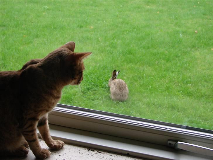 Ocicat Cassiopeia (kaldet Peia) billede 19