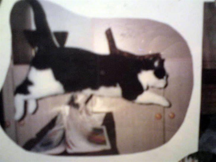 Blanding af racer Pjusser † - Dygtig springkat billede 12