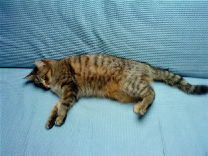 Huskat Maxi Junior R. I. P. - Maxi :) (d. 5. marts 2009) billede 10