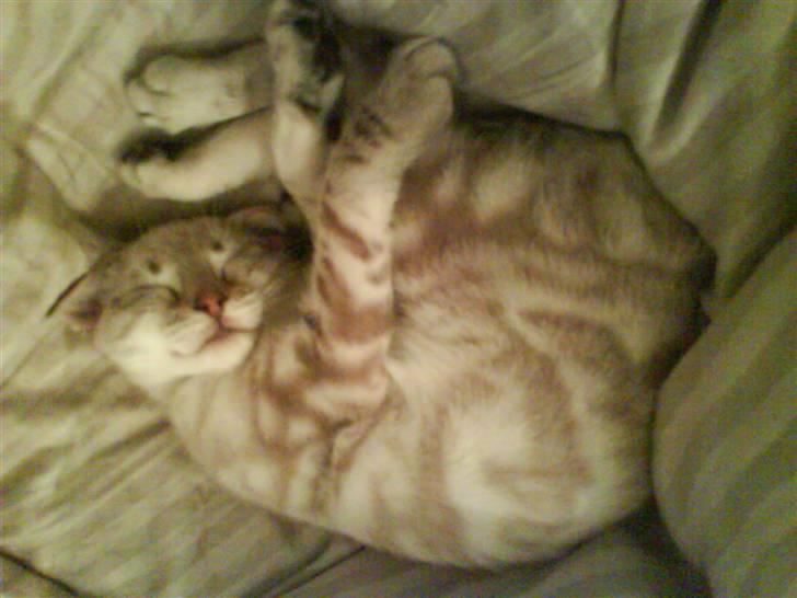 Bengal Babymis billede 1