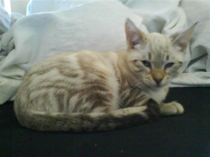 Bengal Babymis billede 2