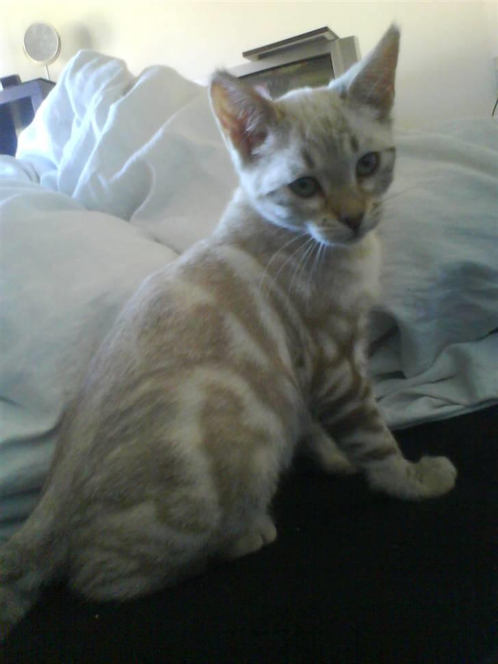 Bengal Babymis - Her er jeg bare en lille bitte killing på 4-5 måneder billede 3