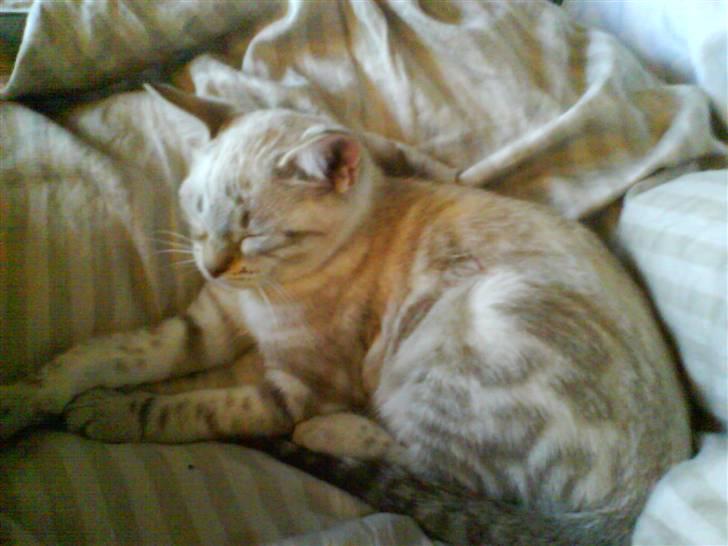 Bengal Babymis billede 4