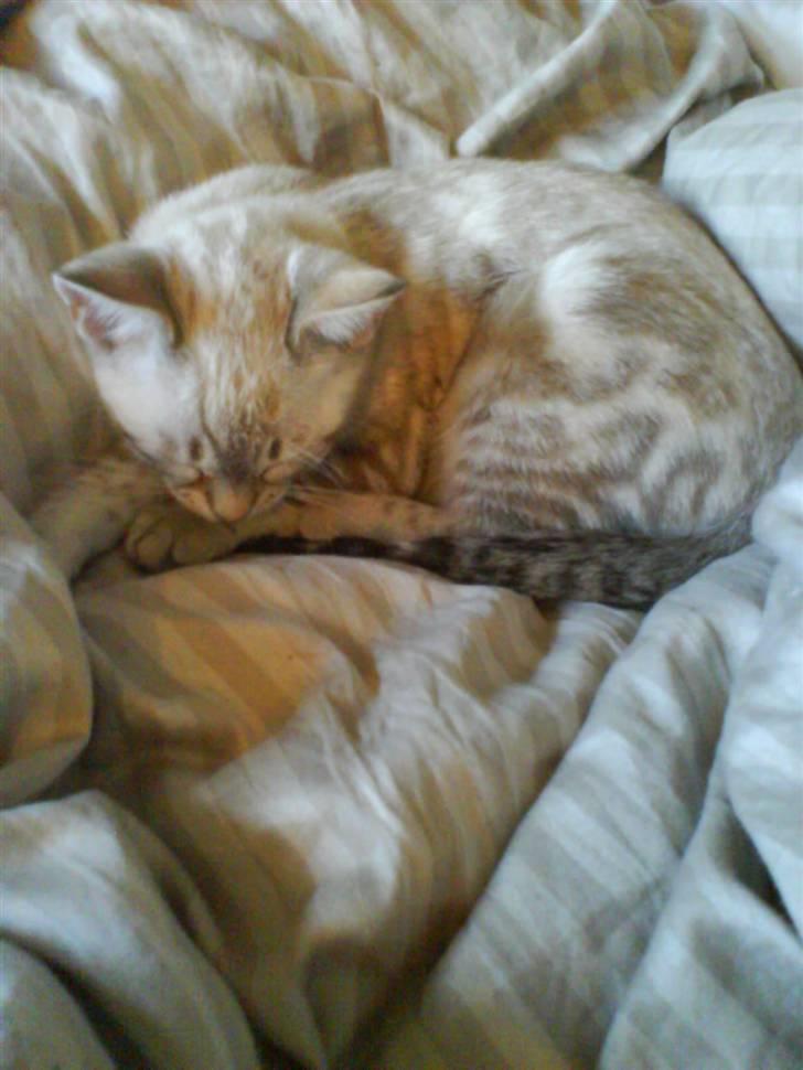 Bengal Babymis billede 5