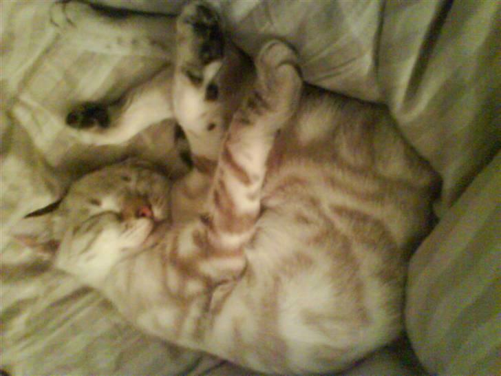 Bengal Babymis billede 6