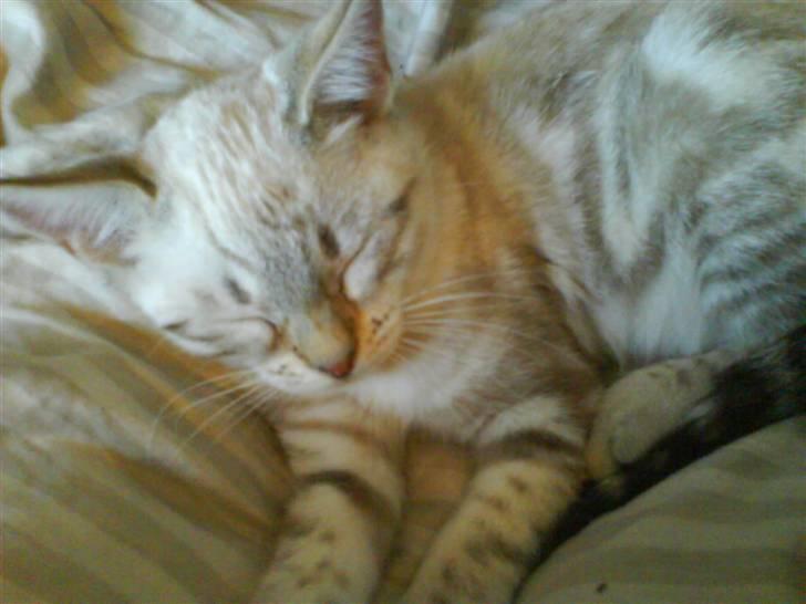 Bengal Babymis billede 7