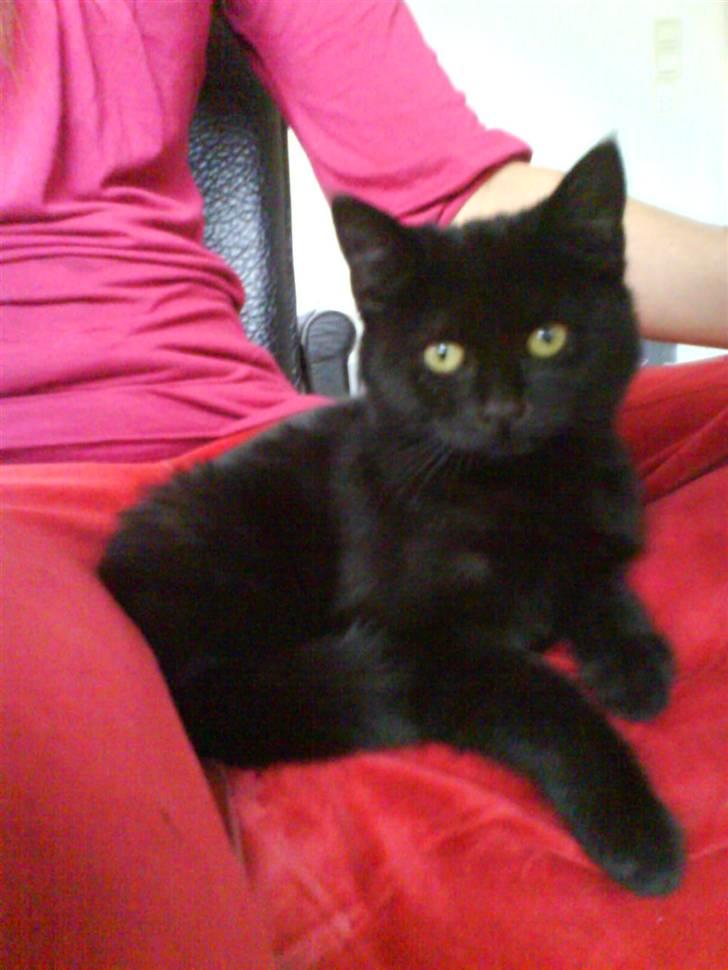 Huskat Jazz billede 1