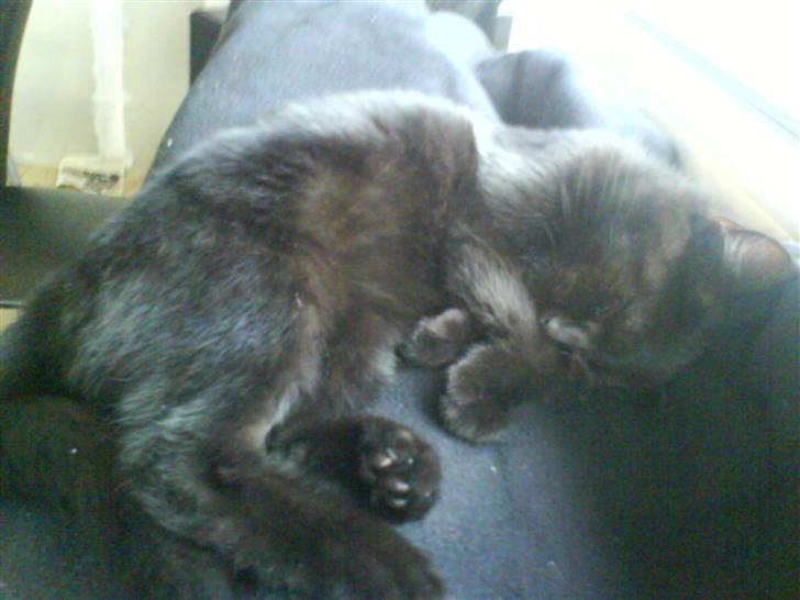 Huskat Jazz billede 2