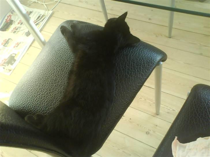 Huskat Jazz billede 3