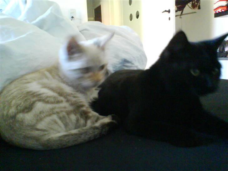 Huskat Jazz billede 4