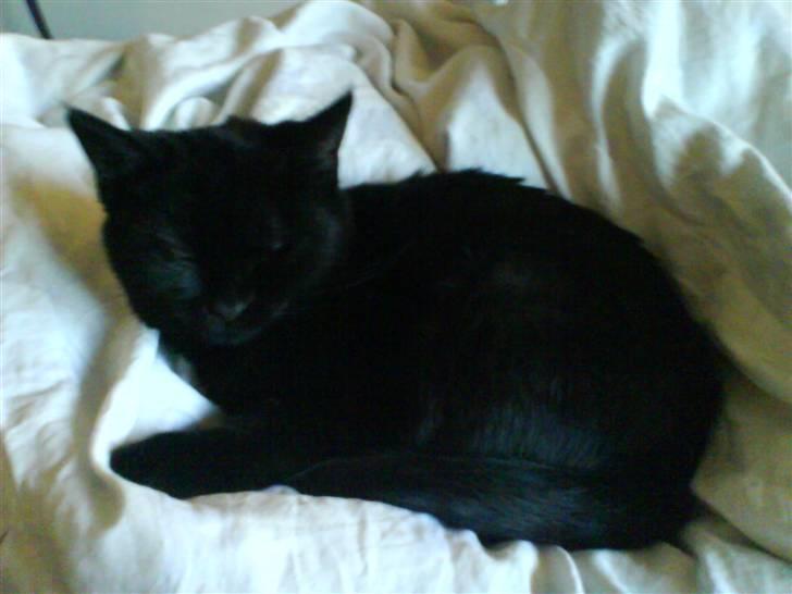 Huskat Jazz billede 5