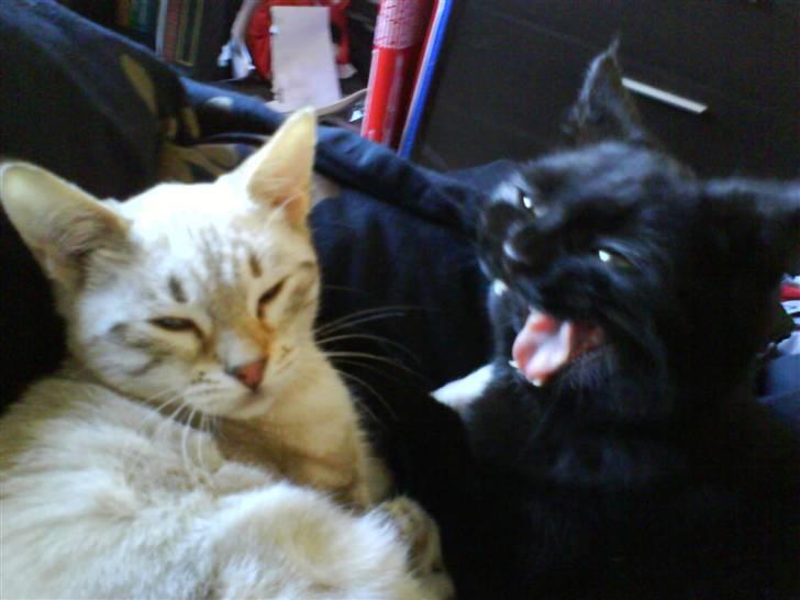 Huskat Jazz billede 6