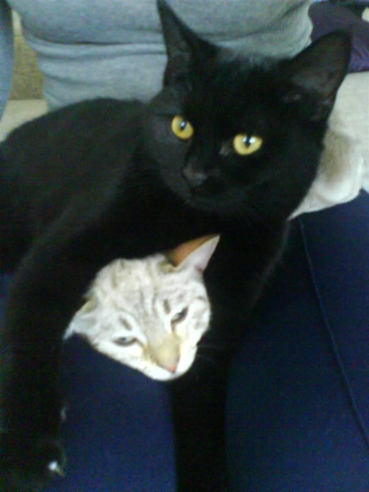 Huskat Jazz billede 7