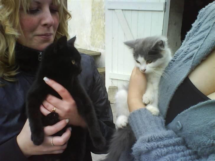 Huskat Jazz billede 8