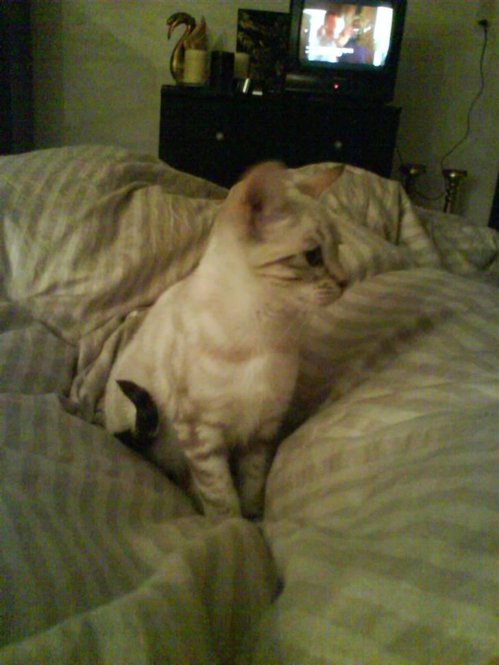 Bengal Babymis billede 8